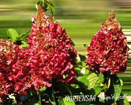 Hortensia Wim's Red -