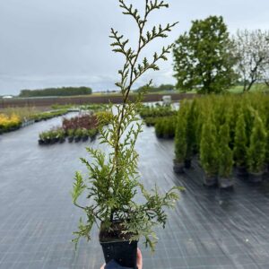 Elupuu Brabant 40-70 cm
