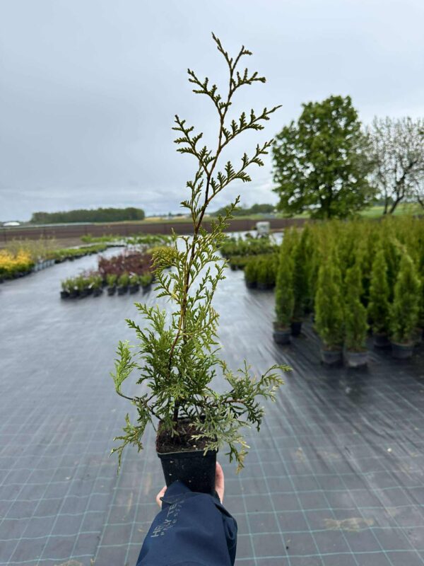 Elupuu Brabant 40-70 cm