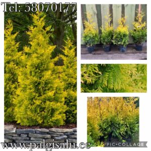 Elupuu Yellow Ribbon