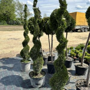 Elupuu Smaragd Spiraal 170cm
