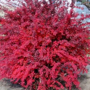 Thunbergi kukerpuu Berberis atropurpurea