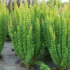 Thunbergi kukerpuu Berberis Erecta