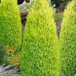 harilik kadakas "Gold Cone"