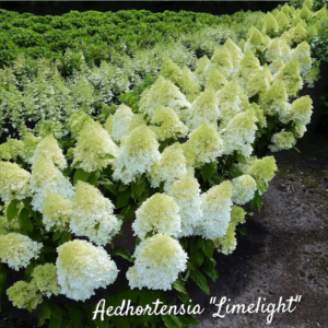 Aedhortensia "Limelight" 3L pott