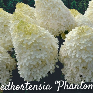 Hortensia "Phantom" 5L pott