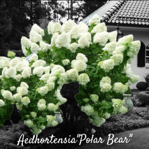 Hortensia "Polar Bear" 3L pott