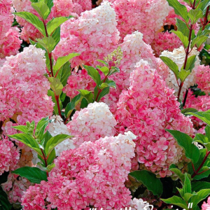 Hortensia Vanille Fraise