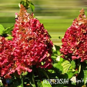 Hortensia Wim's Red