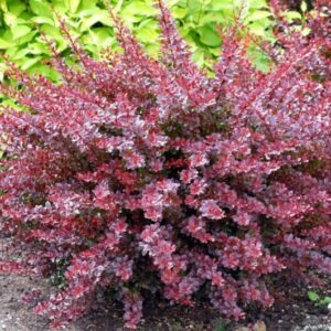 Thunbergi kukerpuu Berberis Darts Red Lady