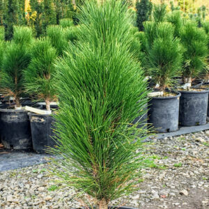 Must mänd 'Green Tower'