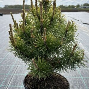 Pinus nigra 'Golden Glow'