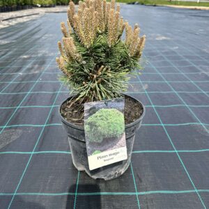 Pinus mugo 'Benjamin'