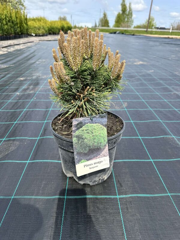 Pinus mugo 'Benjamin'