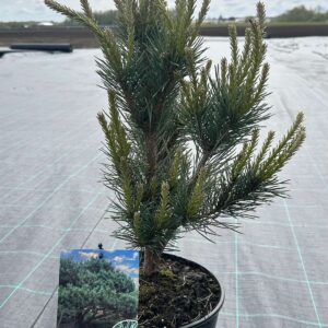 Pinus Sylvestris "Watereri"