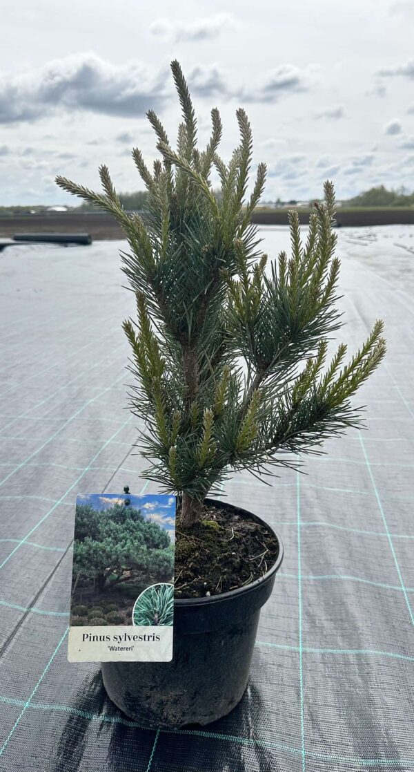 Pinus Sylvestris "Watereri"
