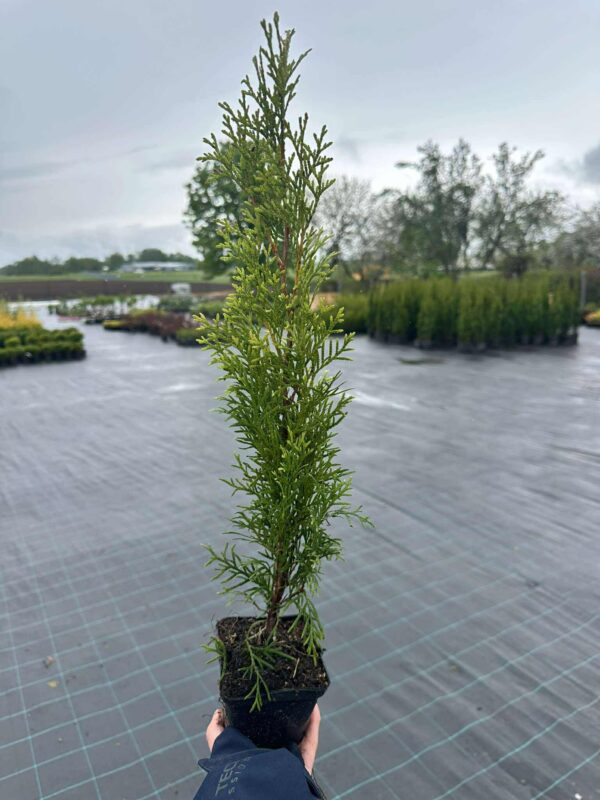Elupuu Smaragd 25/40cm