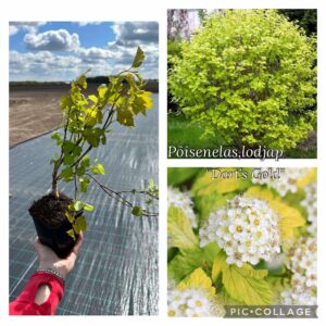 Lodjap-põisenelas "Dart's Gold"