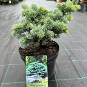 torkav kuusk "Glauca globosa"