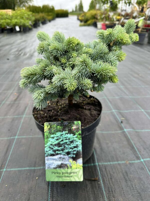 torkav kuusk "Glauca globosa"
