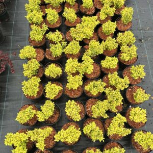 Thunbergi kukerpuu Berberis "Lime Star"