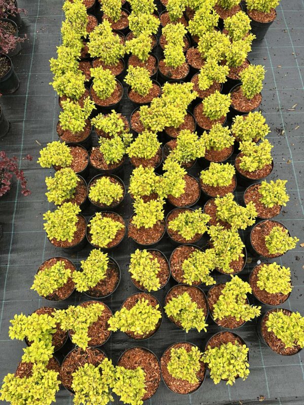 Thunbergi kukerpuu Berberis "Lime Star"