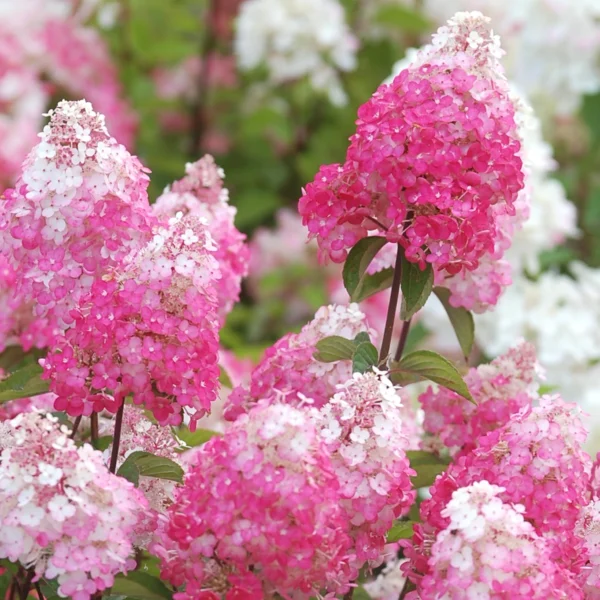 Hortensia "Fraise Melba" 5L