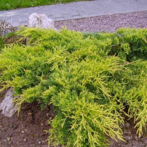 roomav kadakas tartus