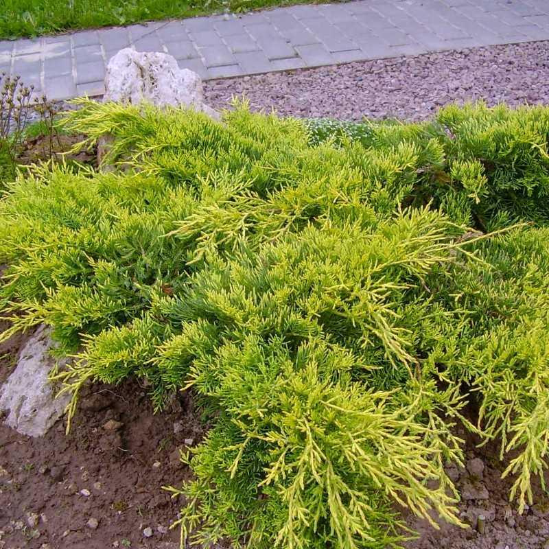 roomav kadakas tartus