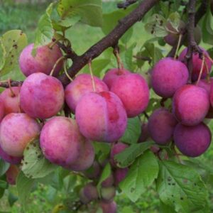 Ploomipuu 'Märjamaa'