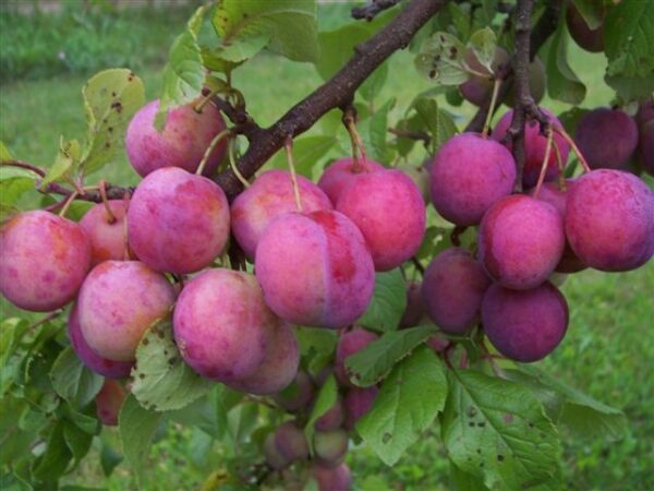 Ploomipuu 'Märjamaa'