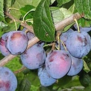 Ploomipuu 'Kihelkonna'