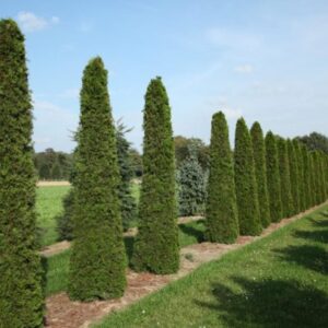 Elupuu "Columna" 70-90cm