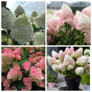 Living seeria hortensiad