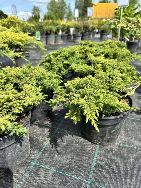 harilik kadakas "Green Carpet"