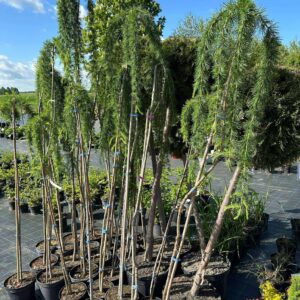 Tüvilehis "Pendula"