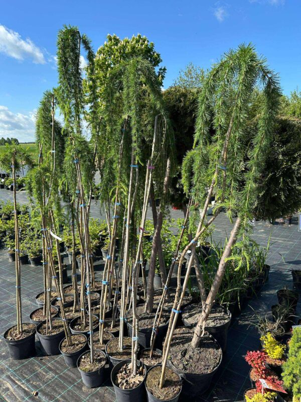 Tüvilehis "Pendula"