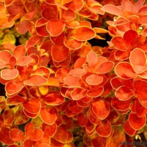 Thunbergi kukerpuu Berberis "Orange Ice"