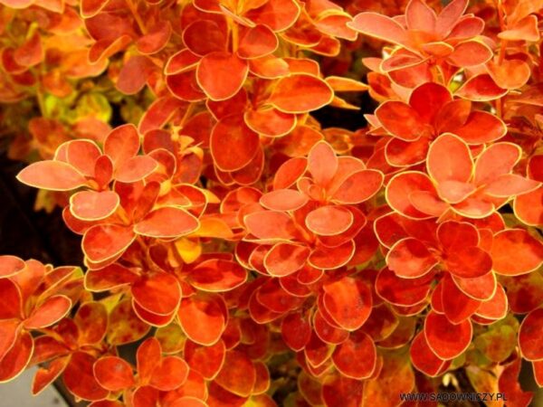 Thunbergi kukerpuu Berberis "Orange Ice"