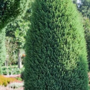 Kadakas, tarne üle eesti