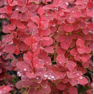 Thunbergi kukerpuu Berberis "Chiquita"