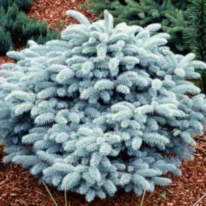 torkav kuusk "Glauca globosa" Co10