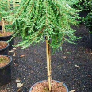 poogitud kadakas "Green Mantle"