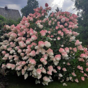 Hortensia "Vanille Fraise" 10L