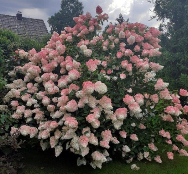 Hortensia "Vanille Fraise" 3L