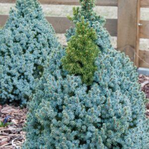 kanadakuusk "Sandels Blue"