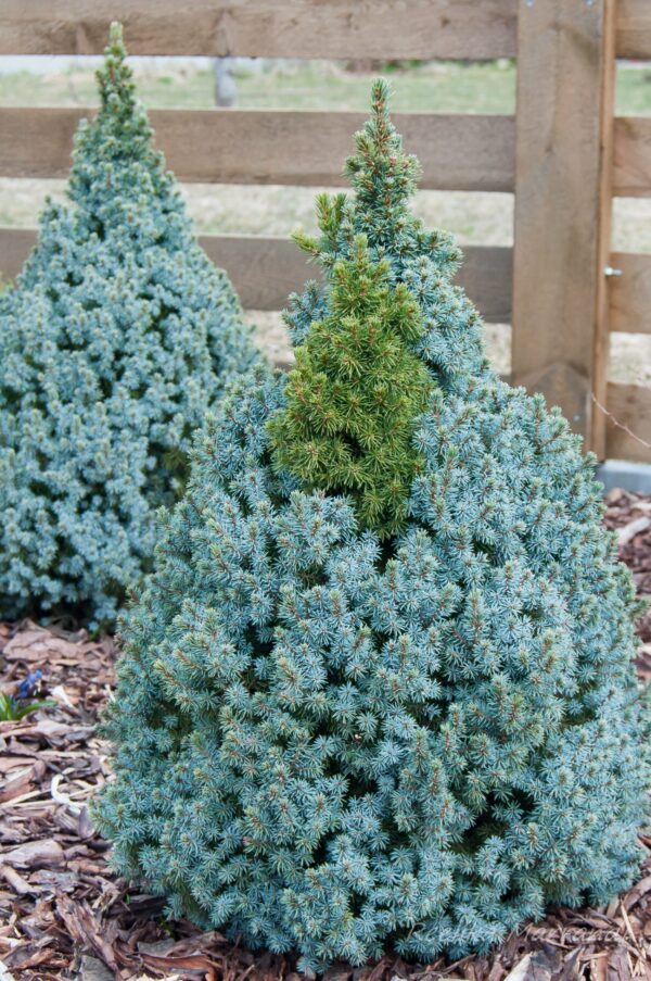 kanadakuusk "Sandels Blue"