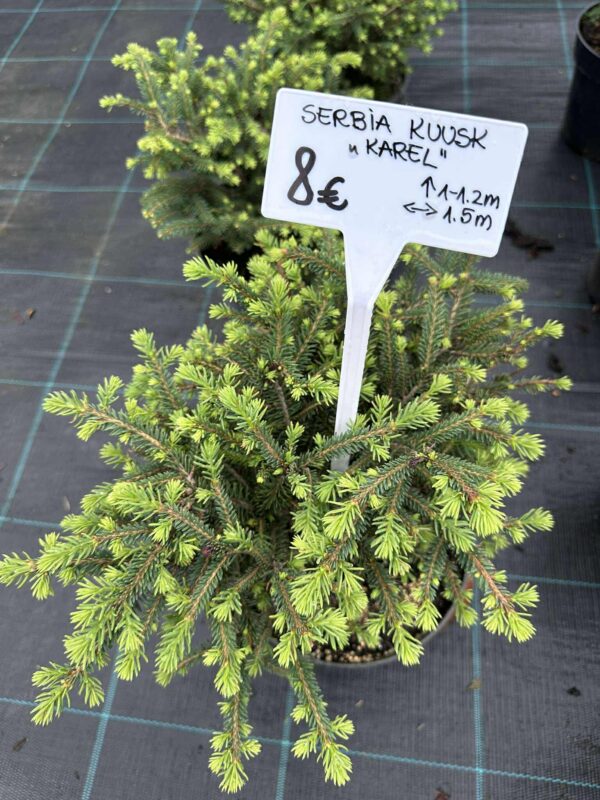 Serbia kuusk "Karel"