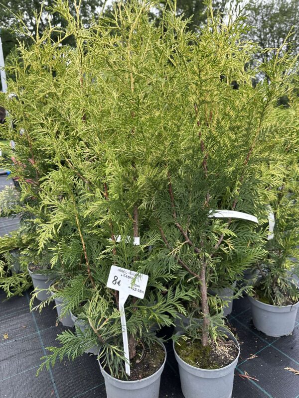 Hiigel elupuu "Zebrina"