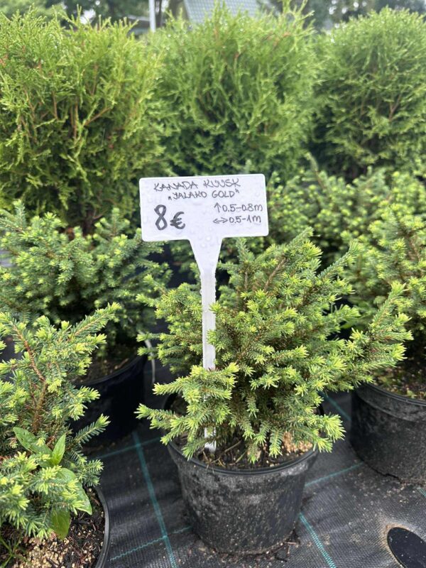 Kanada kuusk "Jalako Gold"